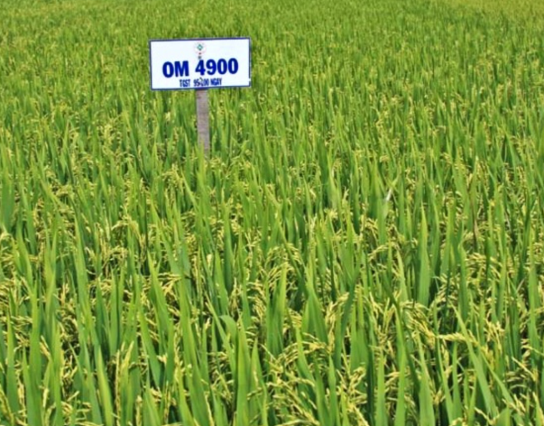 Giống lúa thuần OM 4900