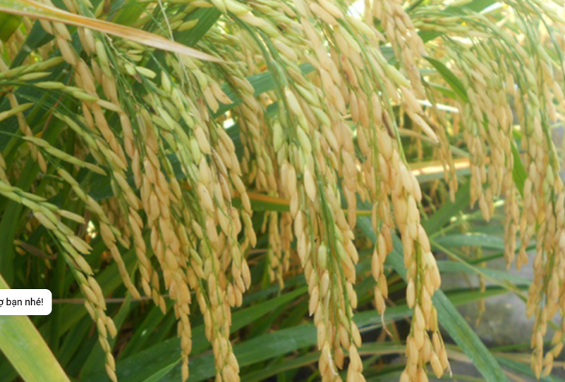 Giống lúa OM18