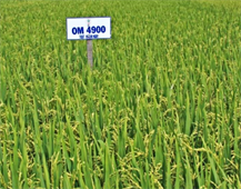 Giống lúa thuần OM 4900