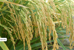 Giống lúa OM18