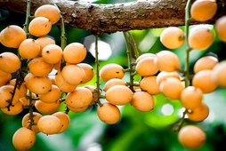 Dâu Hạ Châu Phong Điền