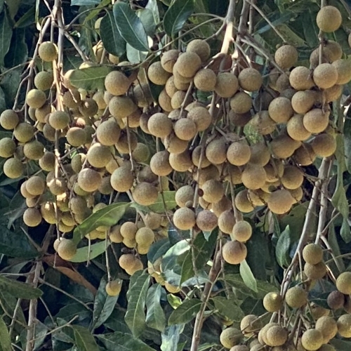 Nhãn Idol Tân Lộc