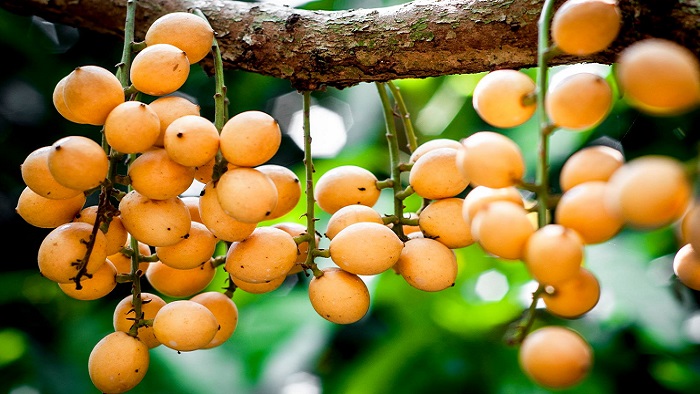Dâu Hạ Châu Phong Điền